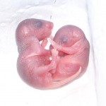 Day-old_mice