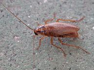 German Cockroach2