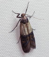 grain moth