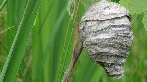 hornets-nest-_w725_h407