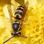wasps-hornets-insect_w725_h544